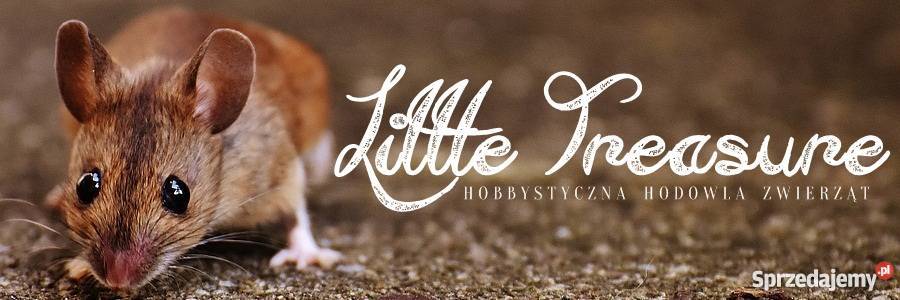 Mysz myszy myszka myszki Little Treasure Bydgoszcz sprzedam
