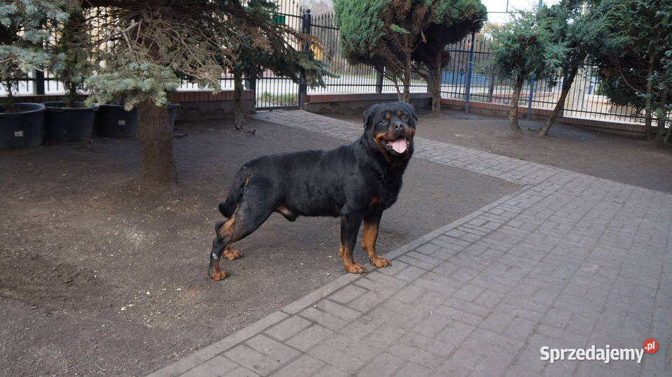 szczeniaki rottweiler kujawsko-pomorskie Bydgoszcz