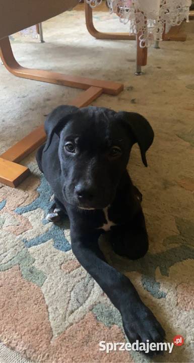 Oddam pieska Amstaff Amstaff Snopków