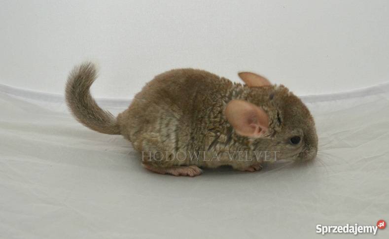 Szynszyl Szynszyla samica beżowa beż Perzyce