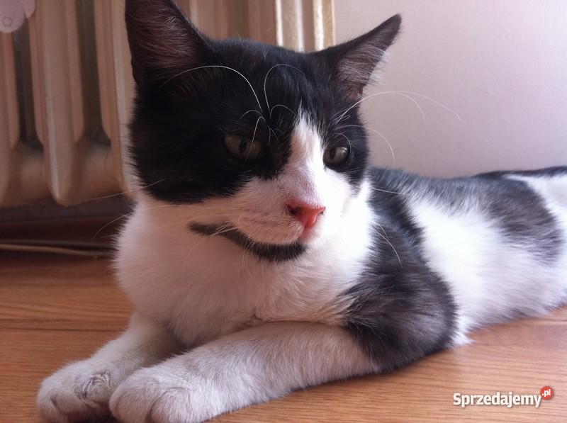 ŁOWCA MYSZ ZADBA O TWÓJ DOM śląskie Rybnik