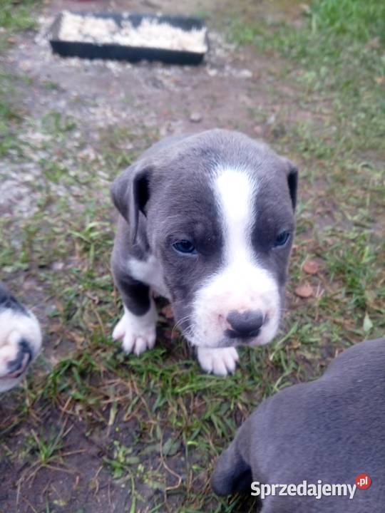 Szczeniaki tupu amstaff blue Amstaff Mińsk Mazowiecki