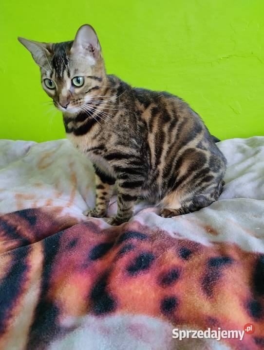 Koty Bengalskie kot bengalski miot C FPL Felis Iskrzynia