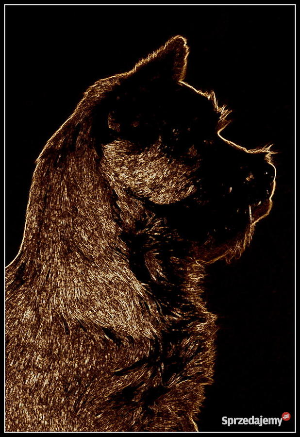 Cairn Terrier Szczeniak z charakterem