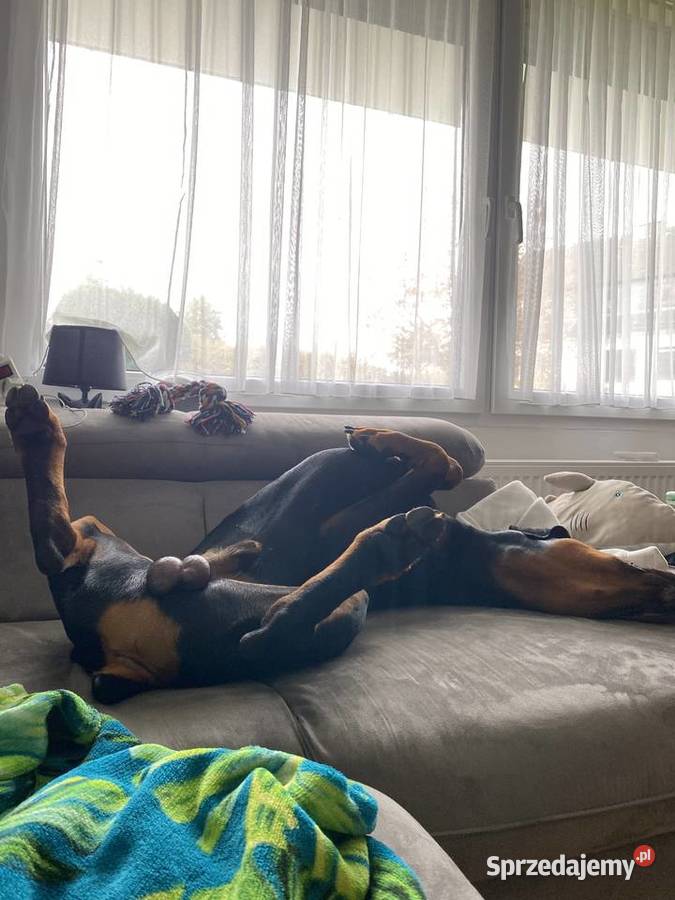 15 roczny doberman samiec Szczecin