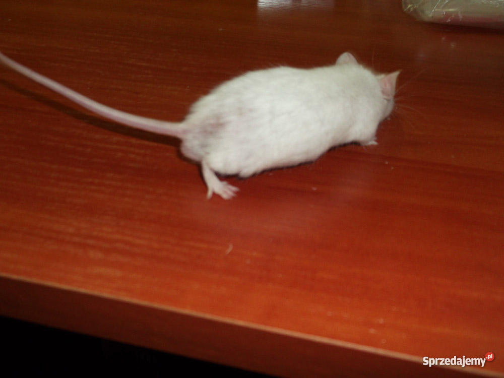 mysz Dąbrowa Górnicza sprzedam