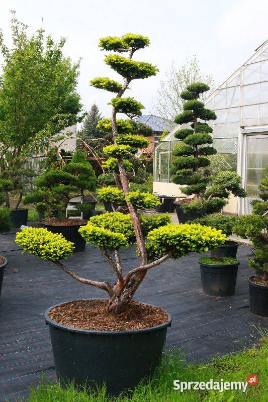 Bonsai do ogrodu szkółka Niwaki drzewka Ustroń