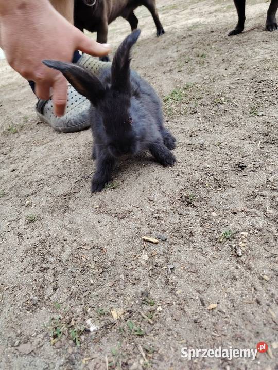 Króliki barany i srokacze Mińsk Mazowiecki