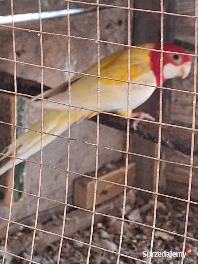 Samczyk rozelli białolicej lutino z 2025r Szubin