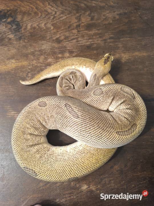 Pytam królewski samica pied Kiełcz