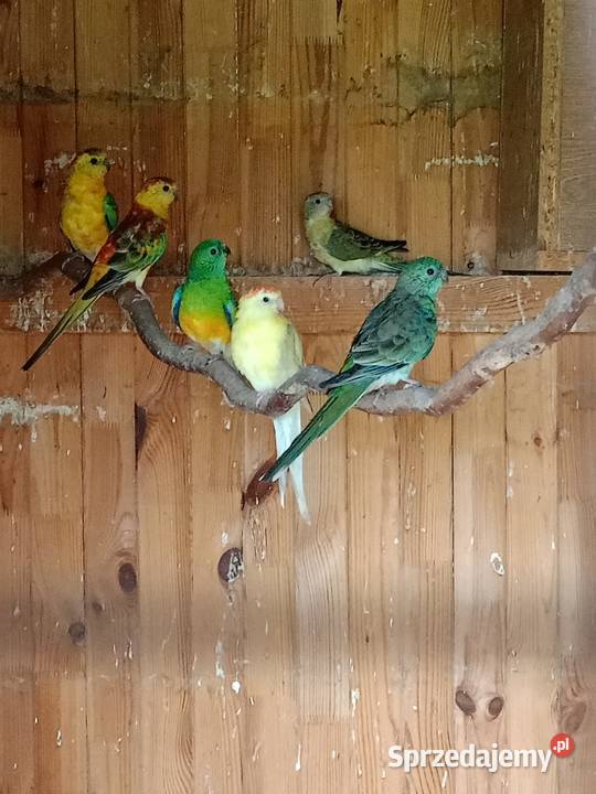 Papugi różne Czarna Kolonia