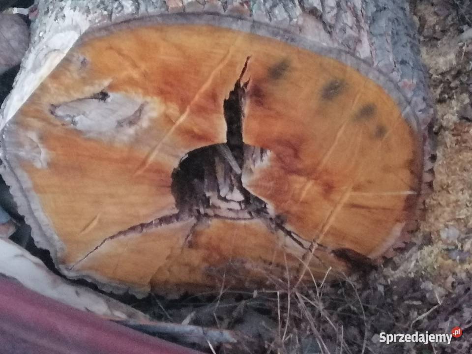 Monolit 100x90x308 dąb jesion topola live edge Przysucha sprzedam