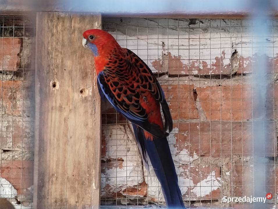 Rozella królewska samiec Lubiechowo