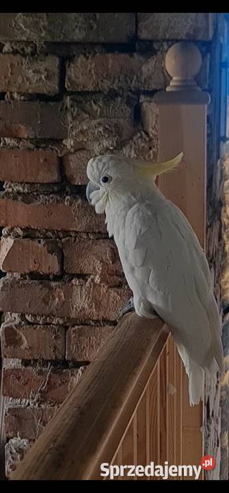 Papuga Kakadu żółtoczuba żółtolica samiec 7