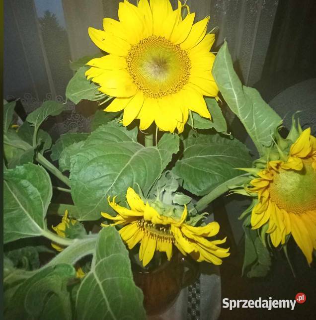 Słonecznik Przeworsk