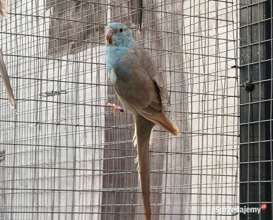 Świergotka Niebieski Pastel Pszczew