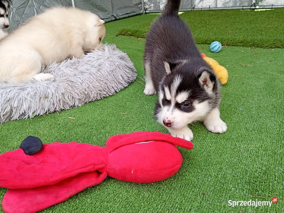 Siberian husky girl Racibórz