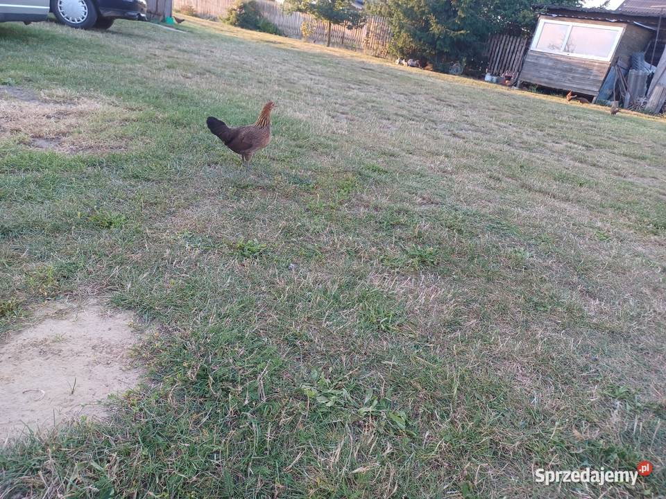 Karzelek Polski Maciejowice