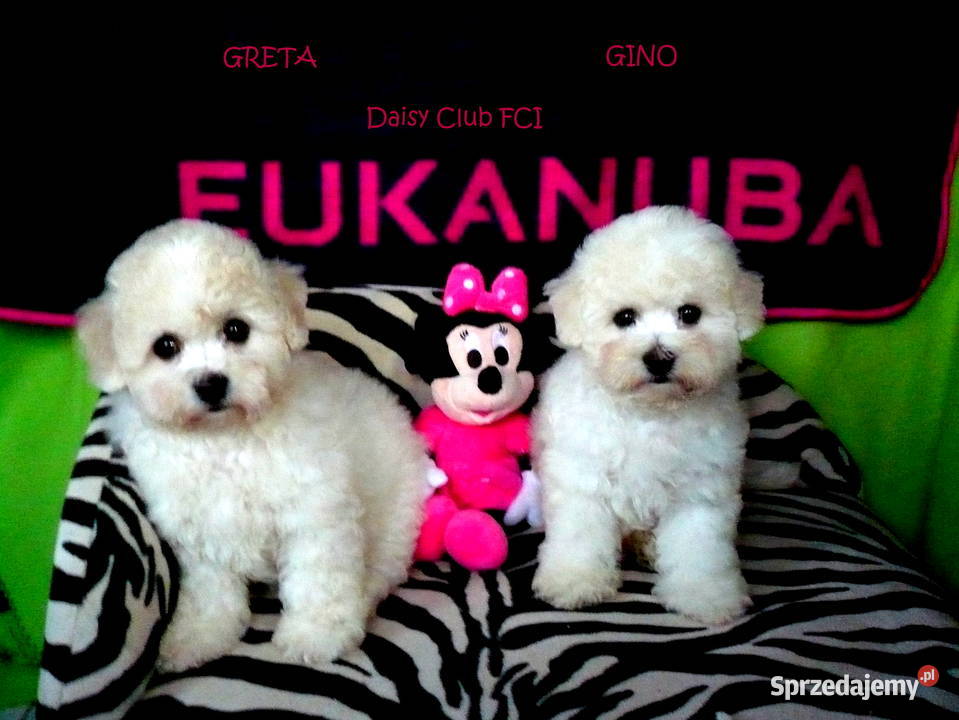 bichon frise szczenięta do odbioru rodowód FCI Gdańsk sprzedam