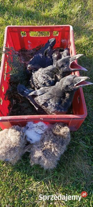 Kruk Jastrzębie-Zdrój sprzedam