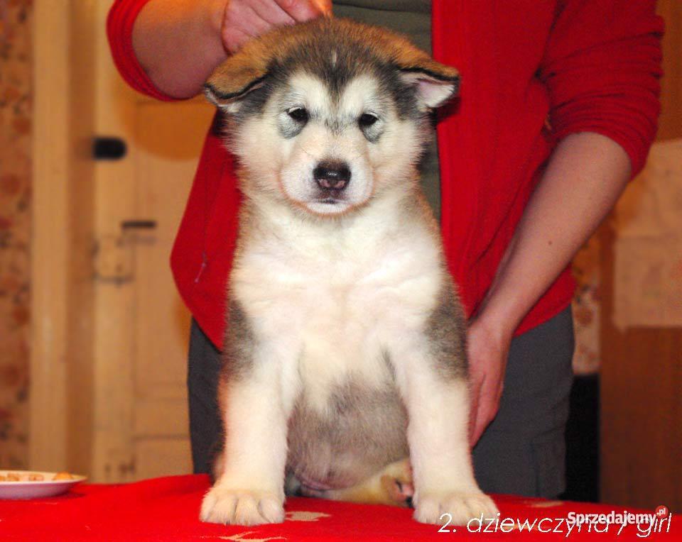 Alaskan Malamute Rodowodowe szczenieta Psy Lubin