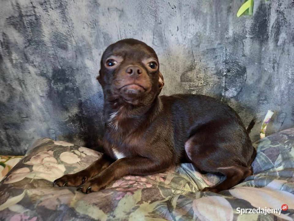 Cudny piesek Chihuahua gorzka czekolada Rodowód Starachowice