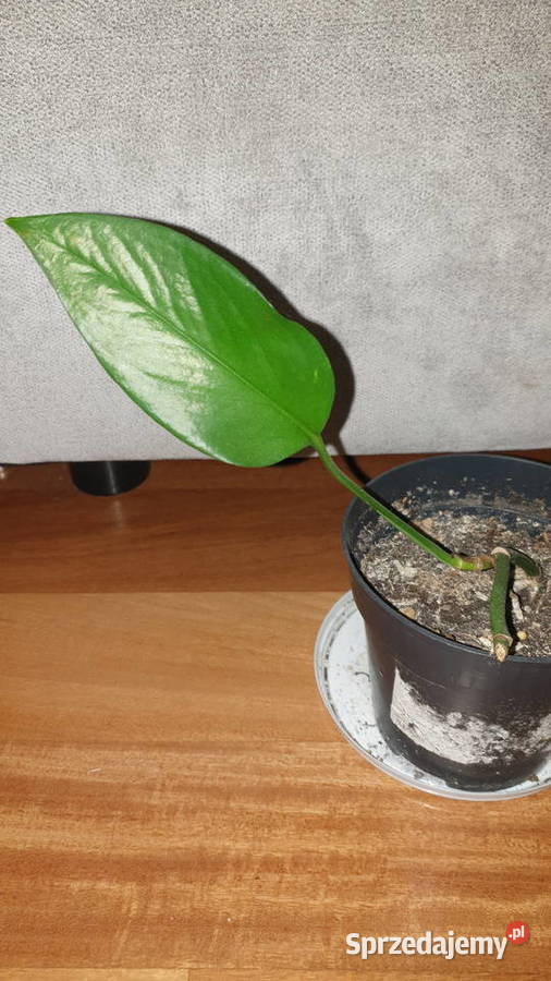 Epipremnum zielone roślina rosnąca