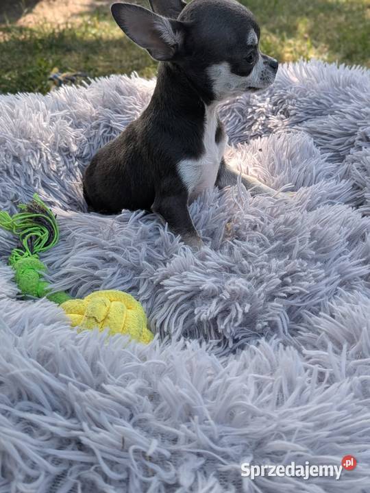 Chihuahua suczka xxs sprzedam