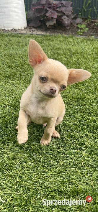 Chihuahua chłopcy Warszawa