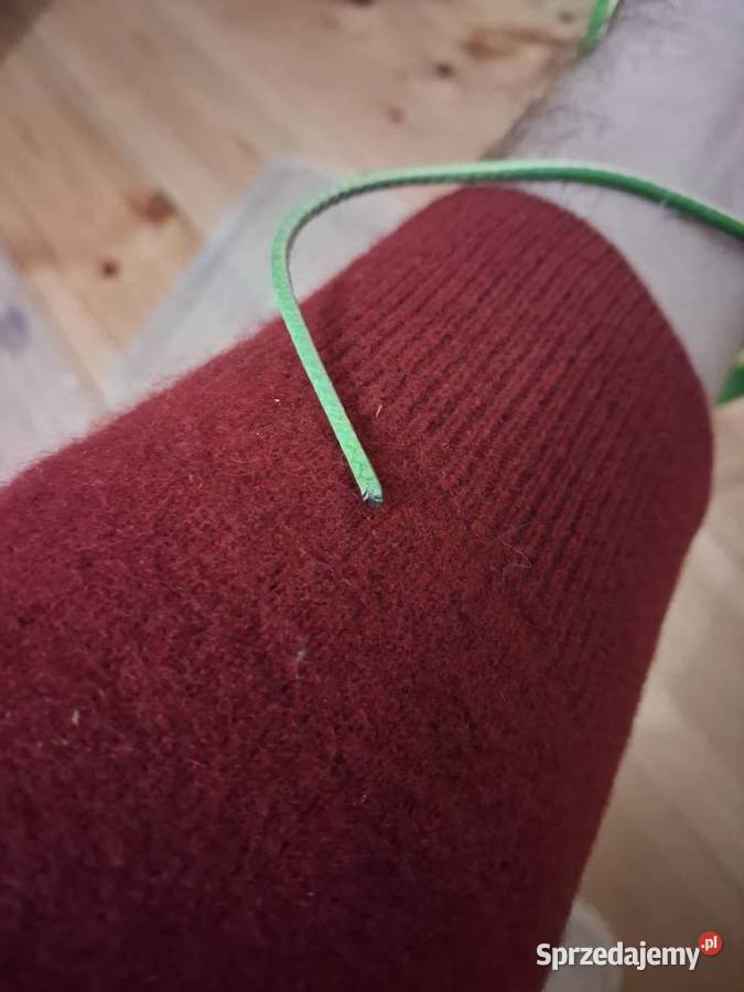 Wąż bicz ahateula nasuta dolnośląskie Wrocław