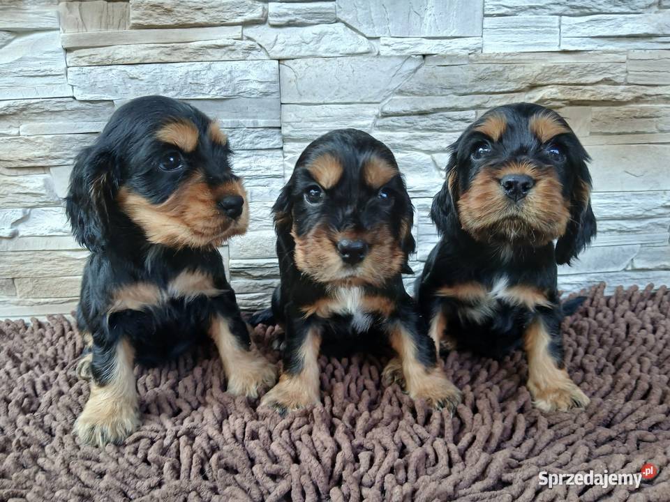 Śliczne Szczenięta Cocker Spaniel Angielski Sieradz sprzedam