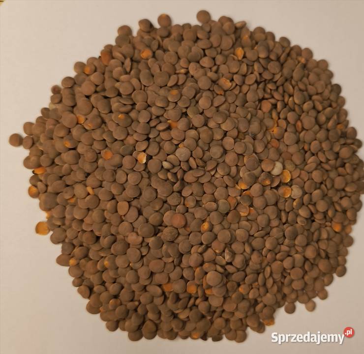 Soczewica brązowaczerwona Warszawa sprzedam