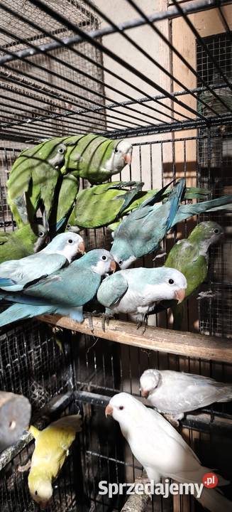 Mnichy nizinne papugi Kraków
