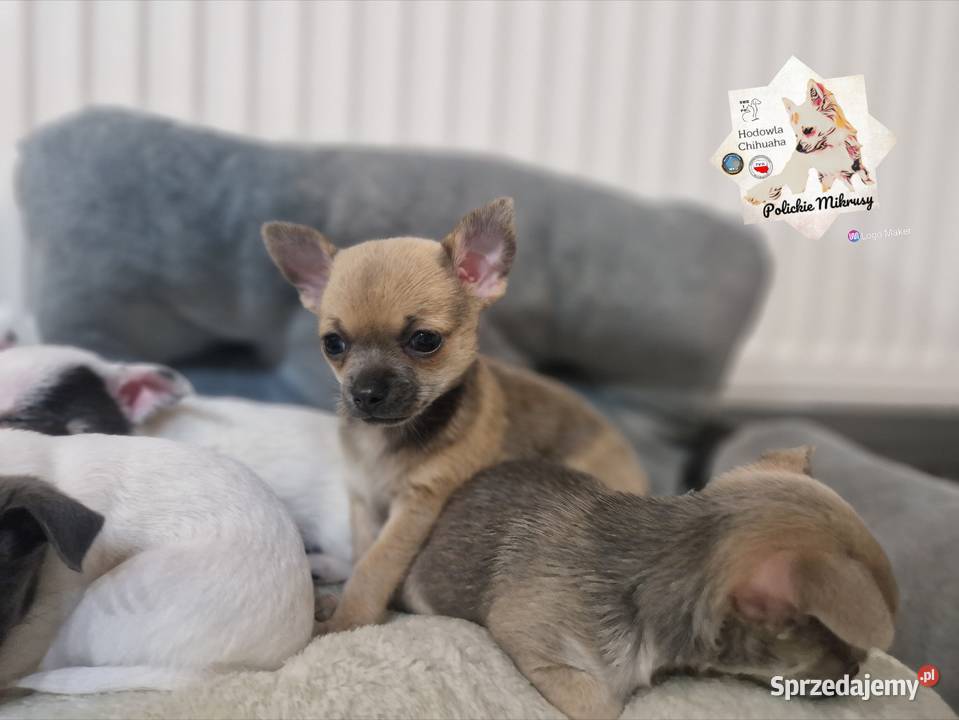 Cudowna suczka krótkowłosa chihuaha Szczecin