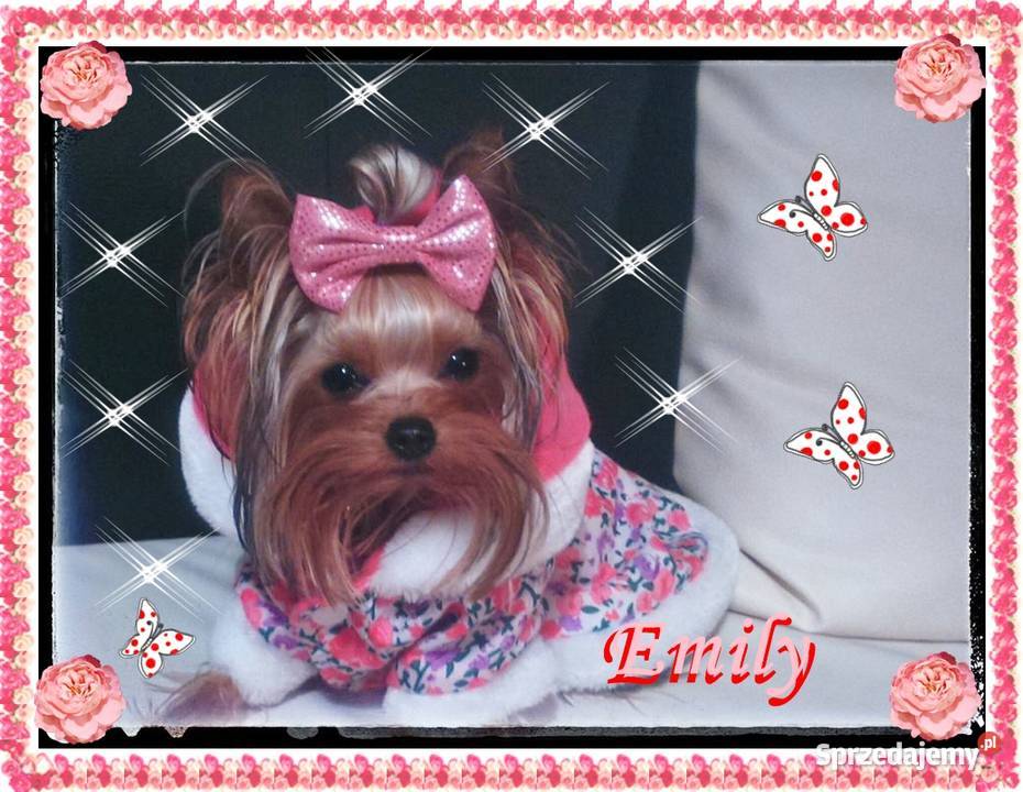 York yorkshire terrier MINI MICRO CUDEŃKA