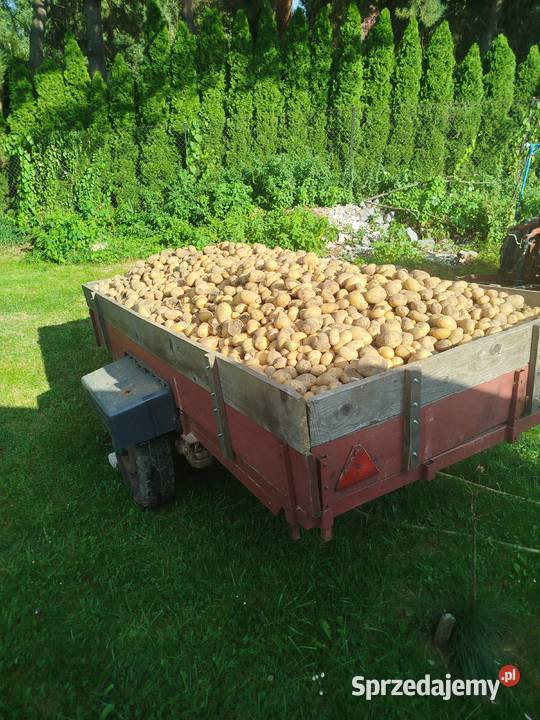 Ziemniaki jadalne Soraya Brzoskwinia sprzedam