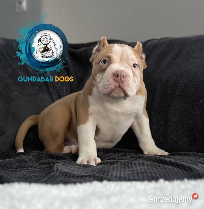American Bully piesek ABKC pocket Gundabar Dogs Amstaff wielkopolskie Koło