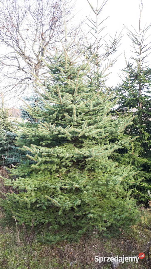 Choinka świerk srebrny 4m Iglaste Mokrzesz