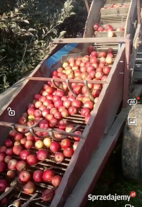 Zbieraczka do cebuli i jabłek przemysłowych Sandomierz