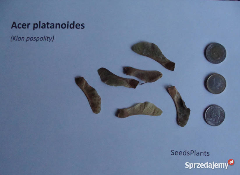 KLON POSPOLITY Acer platanoides NASIONA 500