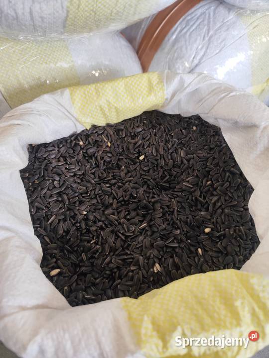 Słonecznik czarny drobny 20 POLSKI wysłka dolnośląskie sprzedam