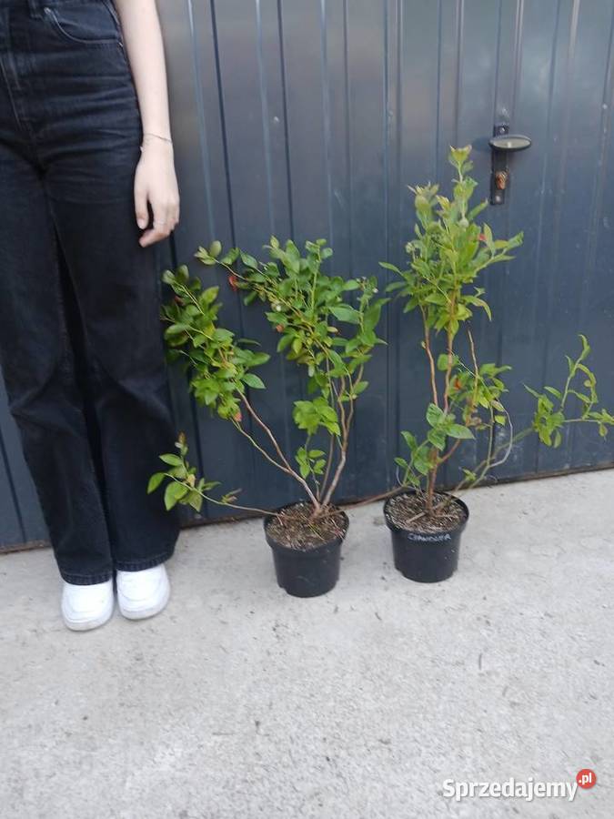 Borówka amerykańska DUKE blucrop letnie Kraków sprzedam