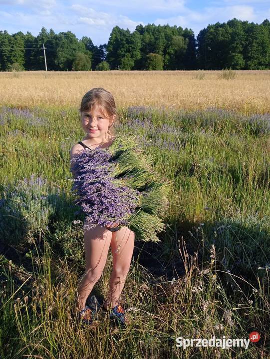 Kajaki rzeką Bug majówka Kajakarstwo Korczew sprzedam