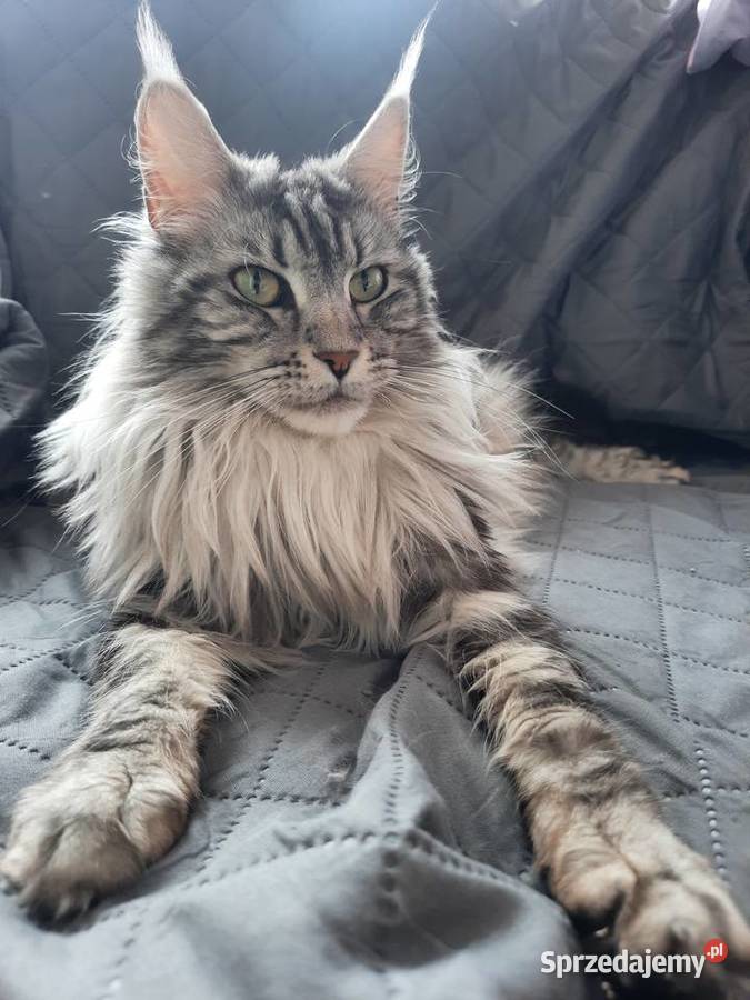 Kotki  MAINECOON śląskie Będzin
