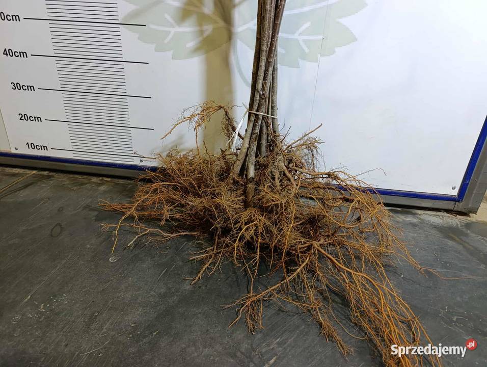 Sadzonki aronii PIENNEJ 90 ładne 2025 Stary Pożóg