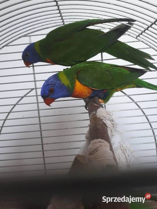 Lorysy tęczowe pary dorosłe i młode