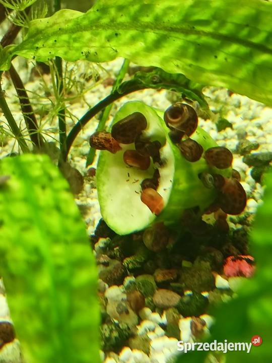 Ślimaki do akwarium Więcbork