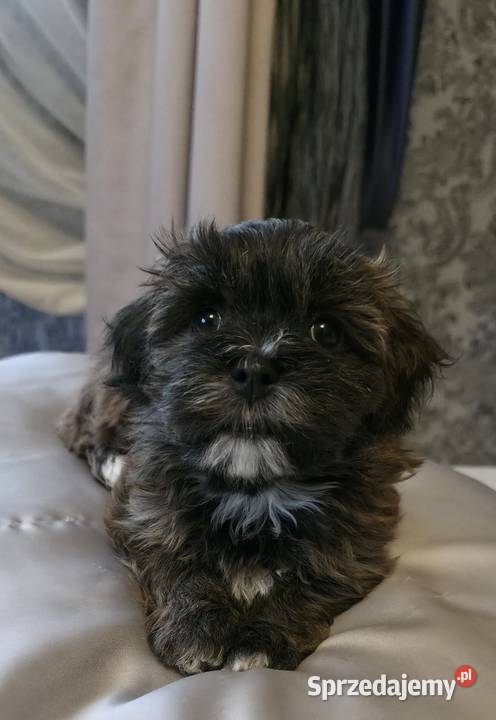 Rezerwacja piesek suczka Hawańczyk Championie Chrośla