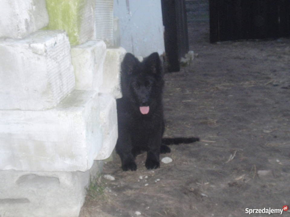 Owczarek Niemiecki Długowłosy Suka cała czarna Psy lubelskie Łęczna