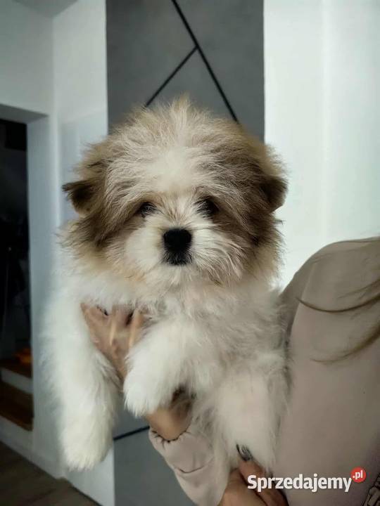 Szpic miniaturowy pomeranian kujawsko-pomorskie Toruń